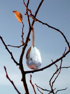 crystal-drop-on-tree-2-1382717